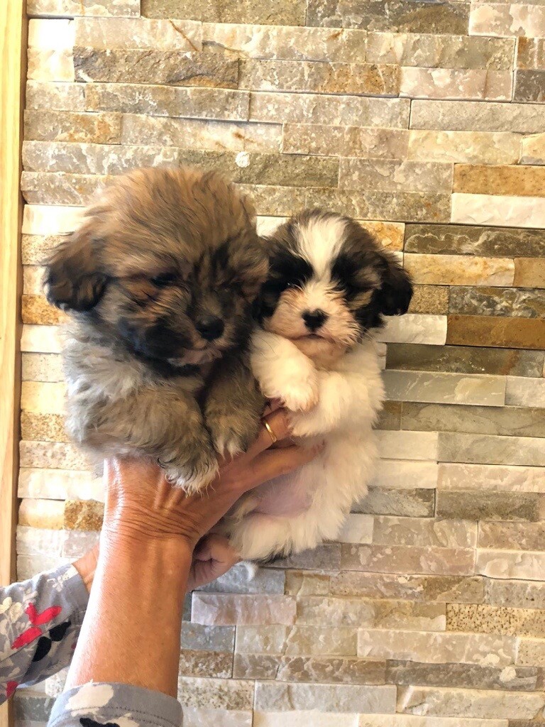 cavapoo puppies for sale yorkshire